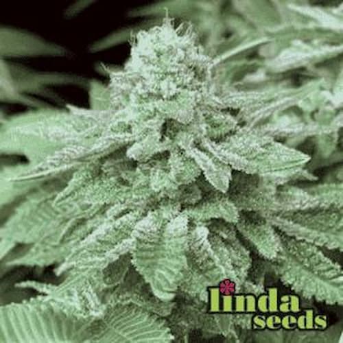 Auto Amnesia Haze CBD Seed > Linda Seeds | CBD cannabis seeds  |  Hybrid
